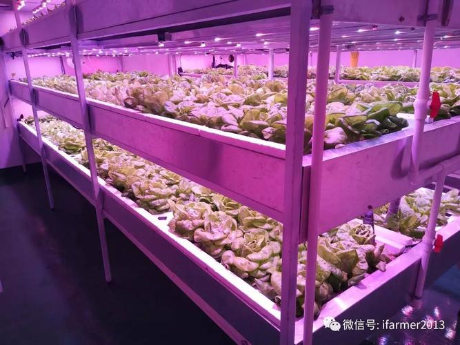 植物工厂给水培蔬菜一个舒适的家