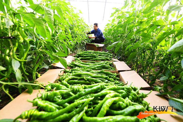 唐山乐亭:开足马力保障蔬菜市场供应