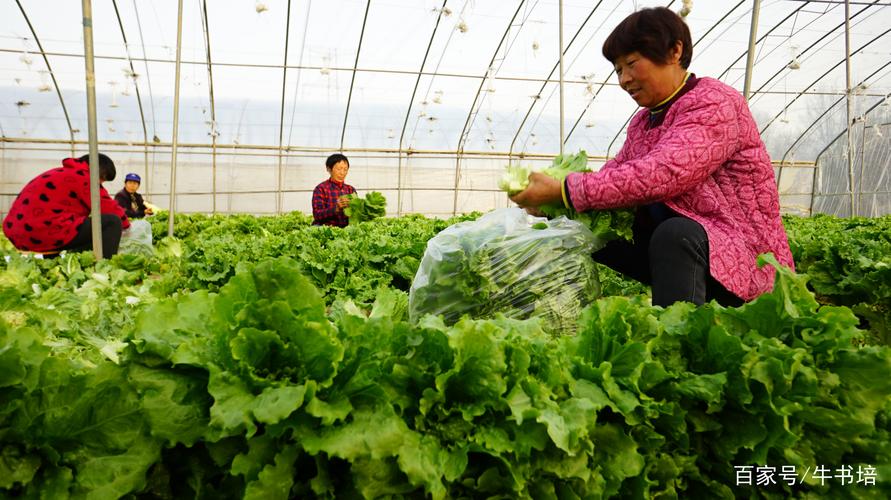河南许昌,农民在鄢陵县大力鼓种植农民专业合作社农产品生产基地蔬菜